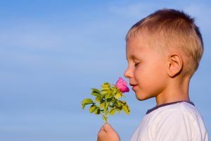 3 years old boy smelling rose flower in spring day.